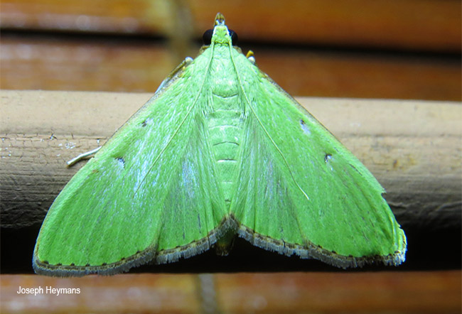 Parotis baldersalis