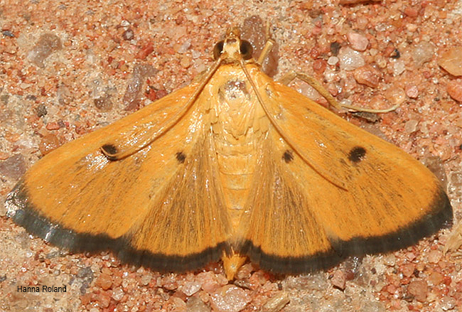 Phostria bistigmalis