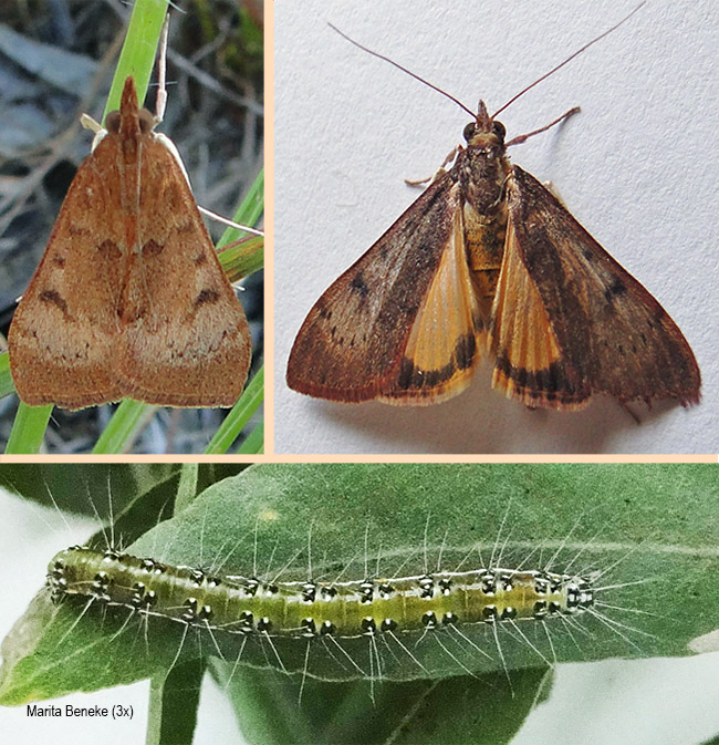 Uresiphita polygonalis