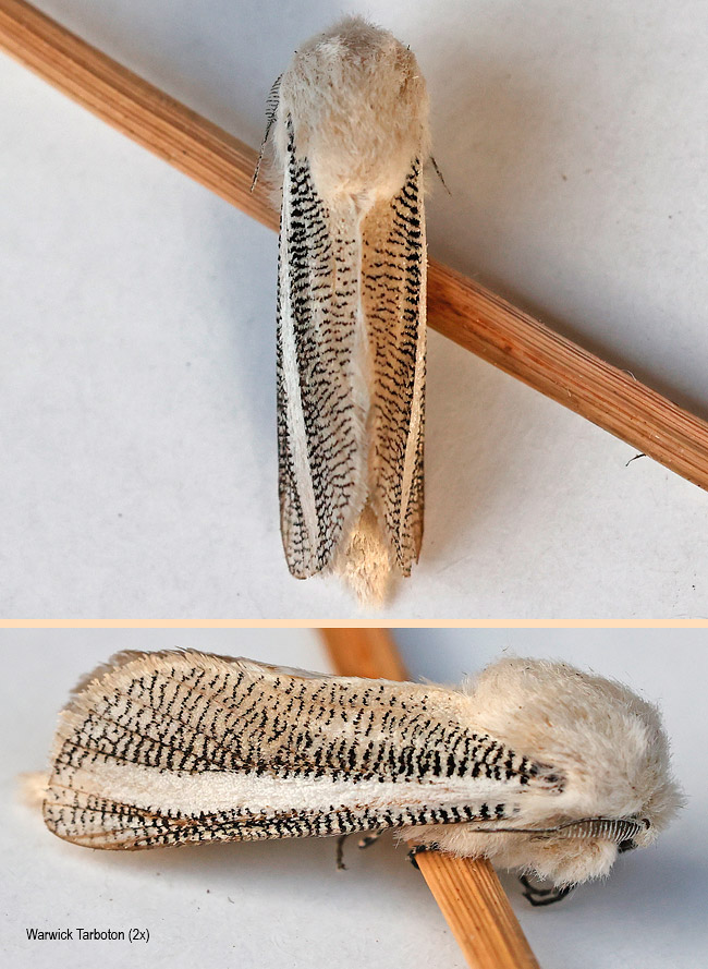 Azygophleps asylas