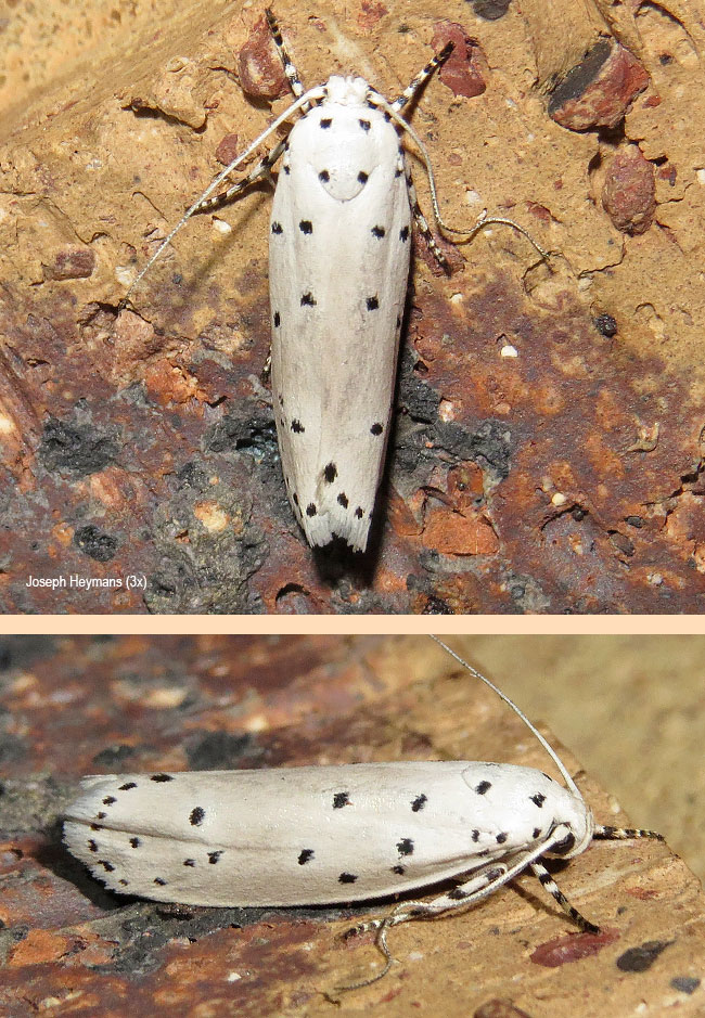 Ethmia coscineutis