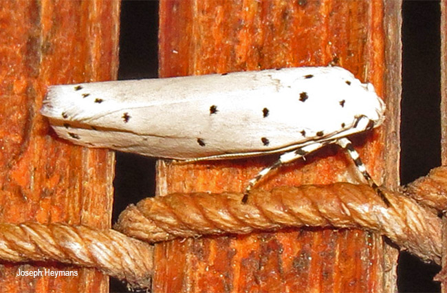 Ethmia coscineutis