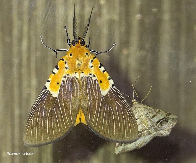 Asota speciosa