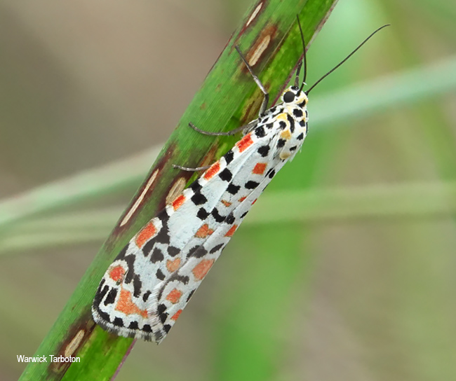 Utetheisa pulchella