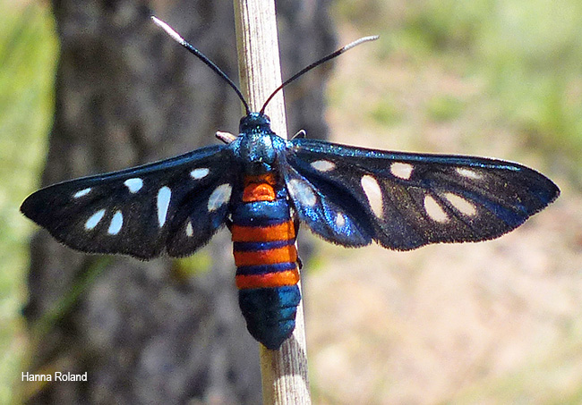 Amata phaeobasis