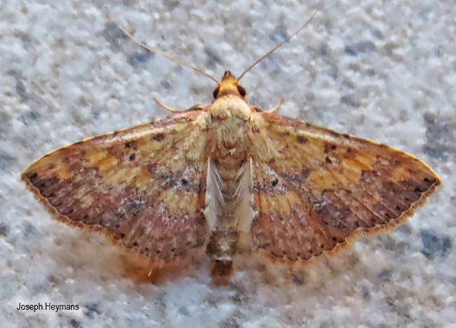 Cerocala vermiculosa