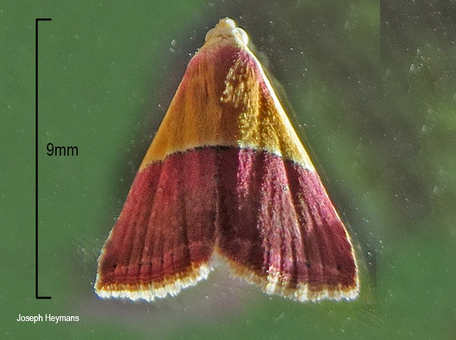 Eublemma anachoresis