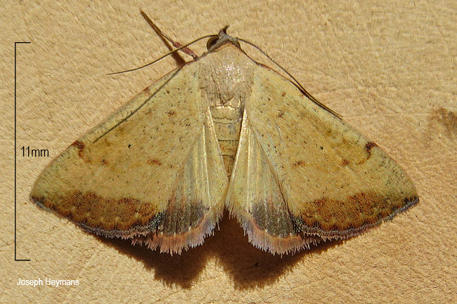 Phytometra subflavalis