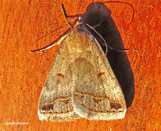 Acantholipes namacensi