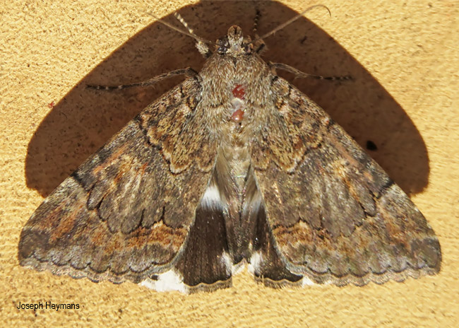 Achaea catella