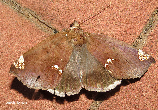 Achaea illustrata
