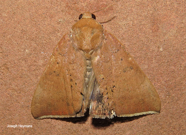 Achaea violaceofascia