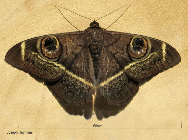 Cyligramma latona