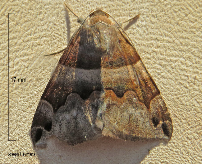 Dysgonia angularis