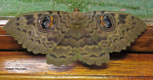 Erebus walkeri