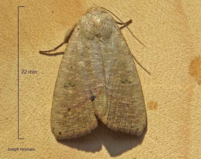 Exophyla multistriata