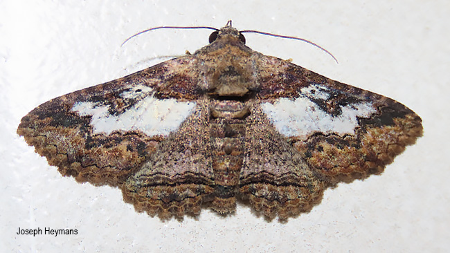 Pericyma mendax