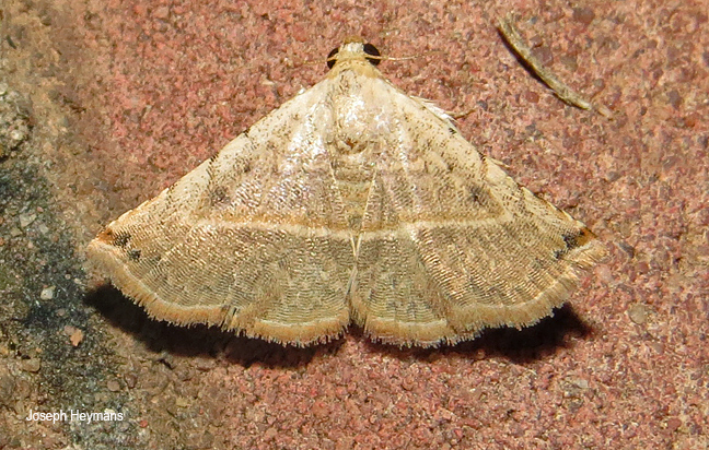 Eublemma gayneri
