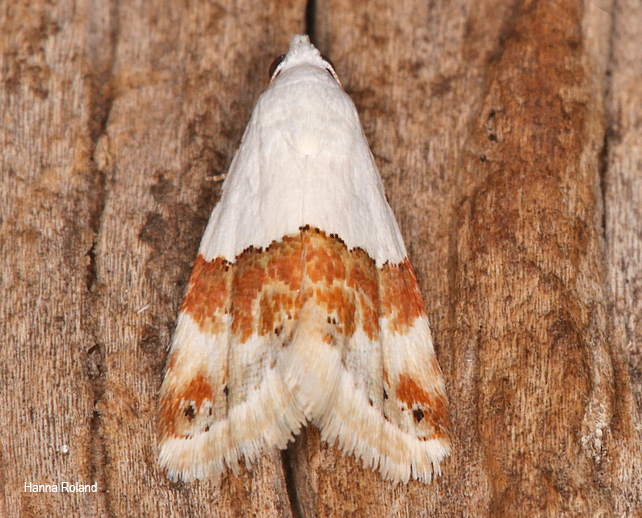 Eublemma hemichiasma