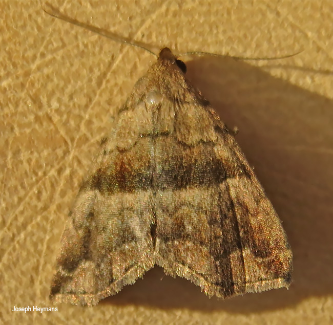 Hipoepa fractalis