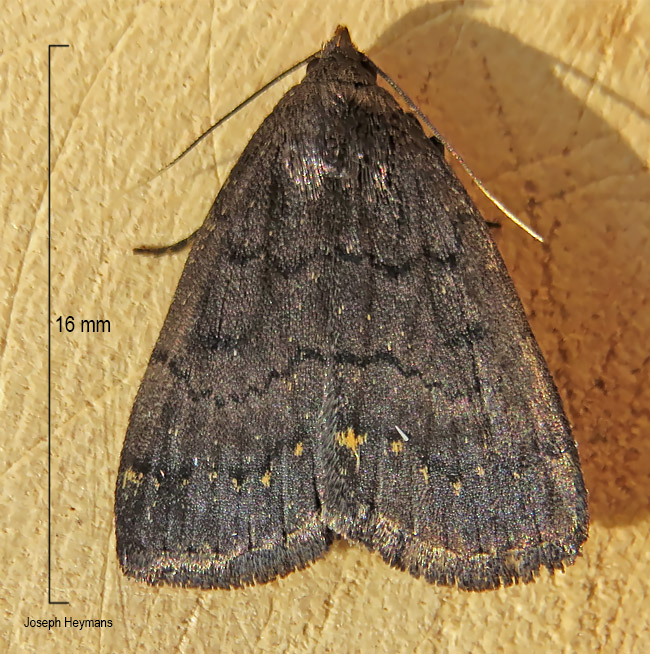 Nodaria nodosalis