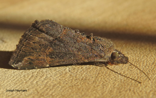 Hypocala rostrata