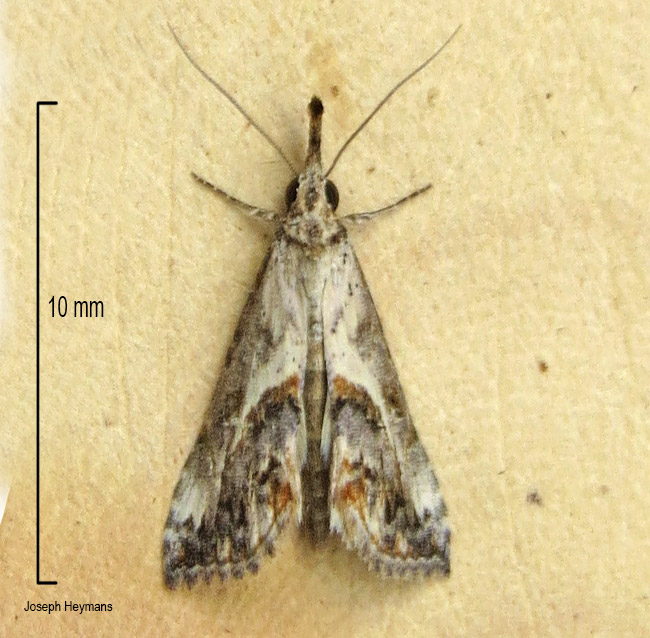 Zekelita coniodes