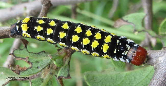Hypocala deflorata