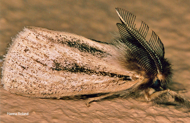 Laelia bifascia
