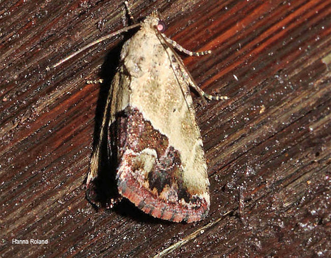 Lithacodia caffristis