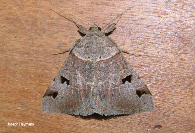 Mocis mutuaria