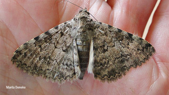 Polydesma umbricola