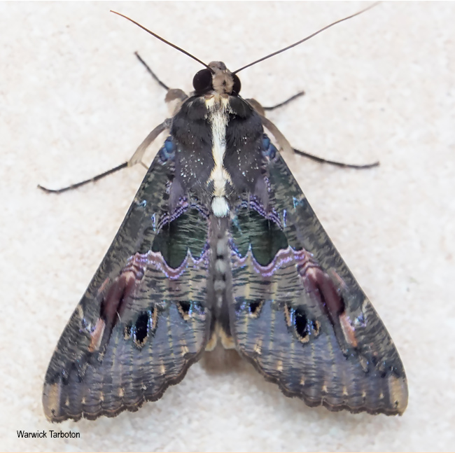 Sphingomorpha chlorea