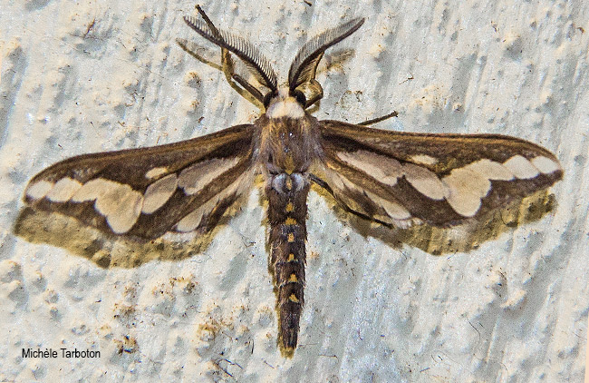 Thyretes caffra