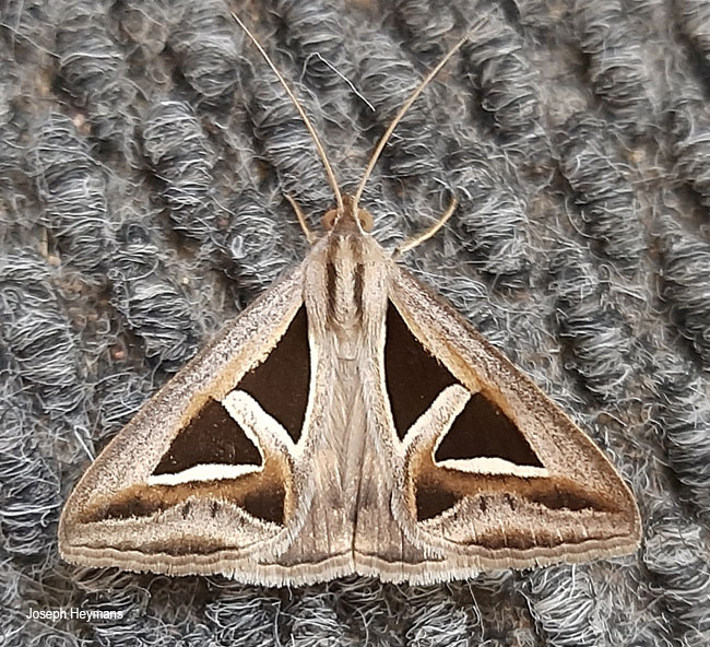 Trigonodes exportata