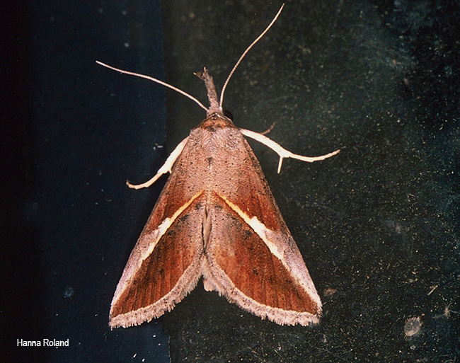 Zekelita tinctalis