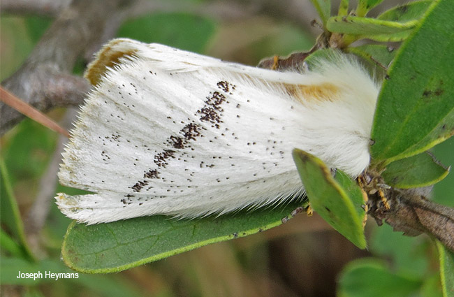 Phiala incana