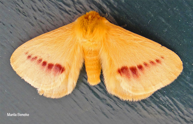 Stenoglene roseus