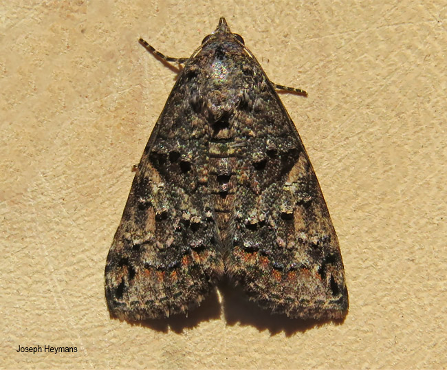 Lophoptera litigiosa