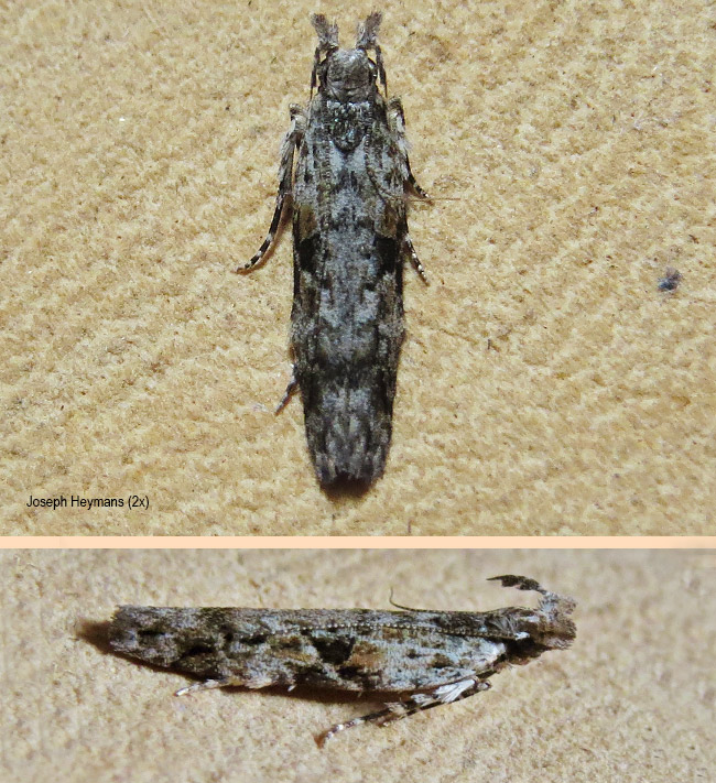 Hypatima agricola