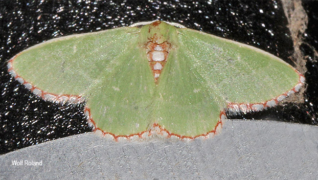 Allochrostes impunctata