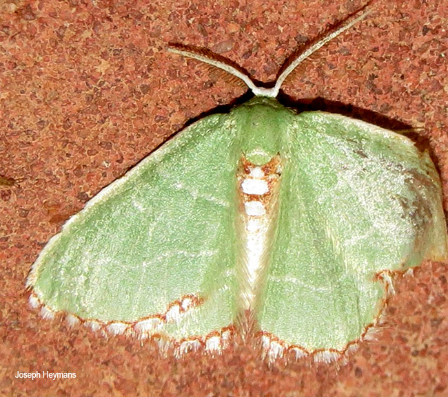 Allochrostes impunctata