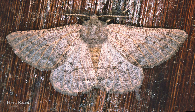 Aphilopota semiusta