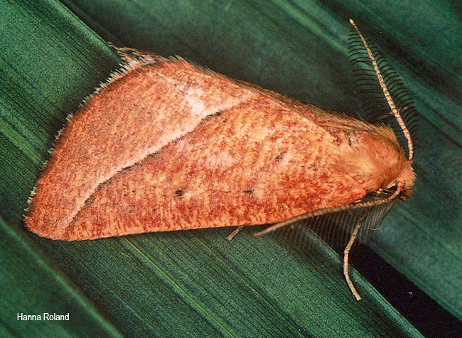 Aspilatopsis carneata