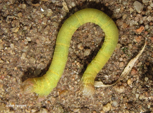 Cabera strigata larva