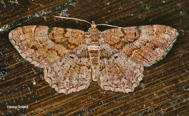 Chiasmia boarmioides