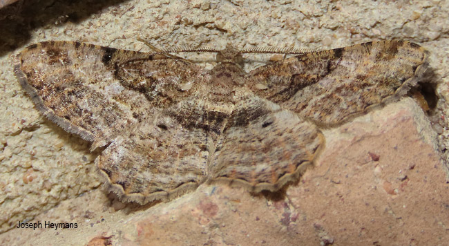 Chiasmia boarmioides