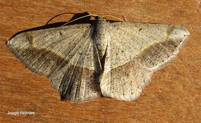 Chiasmia brongusaria