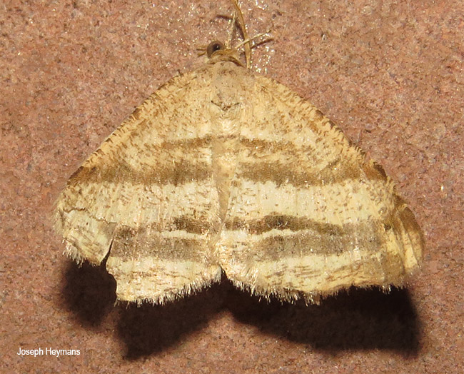 Chiasmia furcata