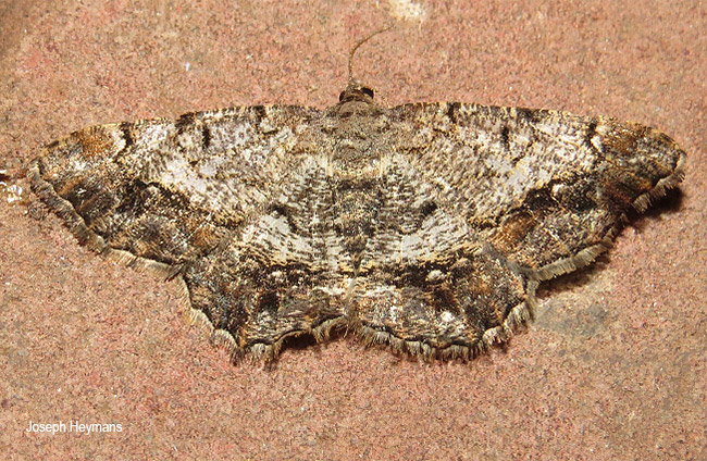 Chiasmia multistrigata